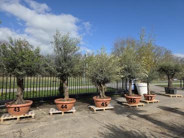 Preview: Olivenbaum Hojiblanca  270 cm -  (ca. 90 Jährig) mit verzweigtem Stamm - Nr.48